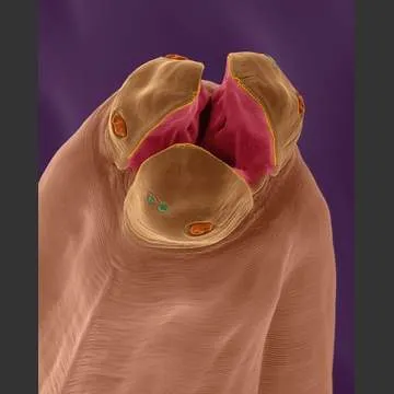 Viermii la pisici Tipuri, simptome si prevenire (simptome) Viermii la pisici Tipuri, simptome si prevenire