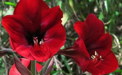 flori Hippeastrum care nu fac la domiciliu (do) flori Hippeastrum care nu fac acasă