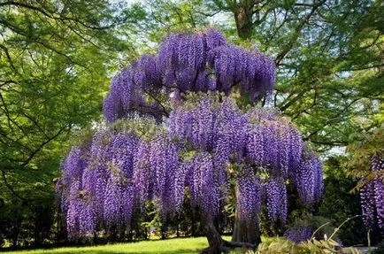 Wisteria șirag de mărgele