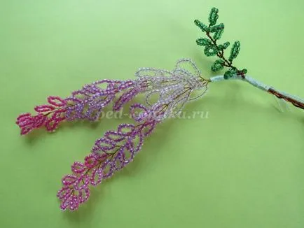 Wisteria șirag de mărgele