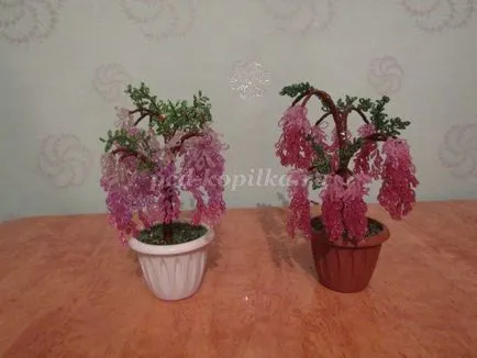 Wisteria șirag de mărgele