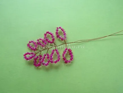 Wisteria șirag de mărgele