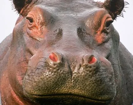 Hippo și hipopotam diferențe comentarii