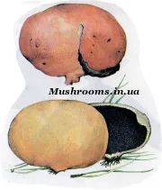 Ciuperci cartofi și tomate tocana (fungi) Ciuperci fierte cu cartofi și roșii
