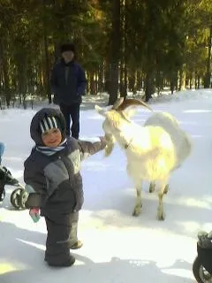 capră cornute este pentru copii mici - mylittles - mica mea