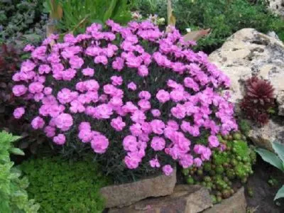 plantare deltoides Dianthus și de îngrijire, în creștere din semințe
