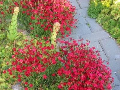 plantare deltoides Dianthus și de îngrijire, în creștere din semințe