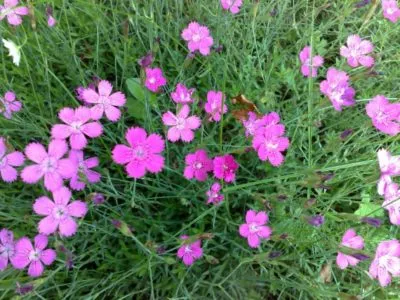 plantare deltoides Dianthus și de îngrijire, în creștere din semințe