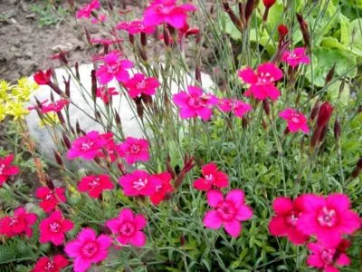 plantare deltoides Dianthus și de îngrijire, în creștere din semințe