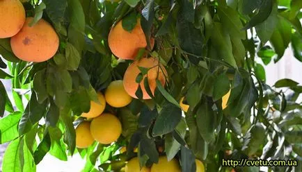 Grapefruit - Grapefruit decât de ajutor - grapefruit la domiciliu