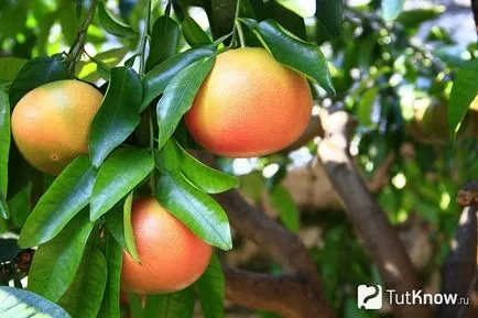Grapefruit în creștere în cameră