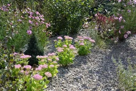 Pietriș grădină modul de a face propriile lor mâini, alegerea de plante, fotografii
