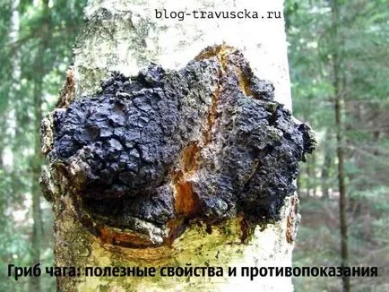 Chaga ciuperci proprietăți și contraindicații utile (Chaga) Chaga ciuperci proprietăți utile și contraindicații
