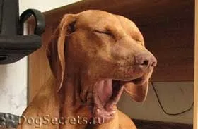 Sughitul la câini și căței sau de ce sughițuri de câine (hiccoughs câine) Sughitul la câini și pui sau de ce sughițuri câine