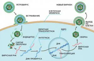 Perioada de incubație a virusului - perioada latenta a bolii (virus) Perioada de incubație a virusului - perioada latenta a bolii