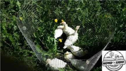 Curcani broiler la domiciliu