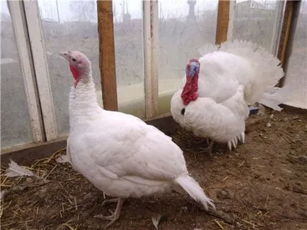 Curcani broiler home video (pui de carne) pui de carne de curcan în mediul video de interior