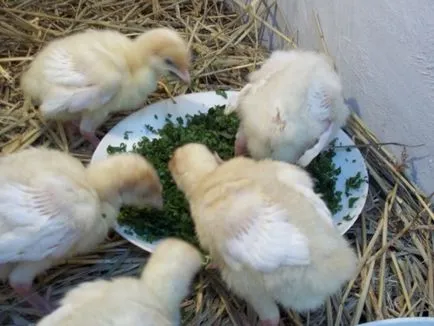 Curcani broiler home video (curcani) pui de carne de curcan în mediul video de interior