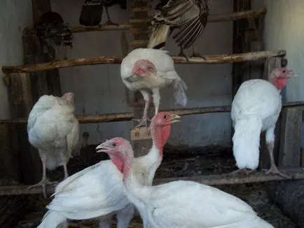 Curcani broiler home video (pui de carne) pui de carne de curcan în mediul video de interior
