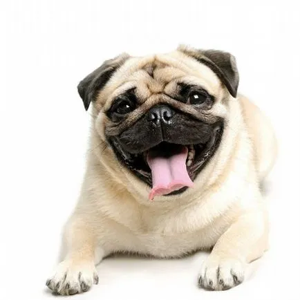 Numele și porecle pentru băiat pug și fată