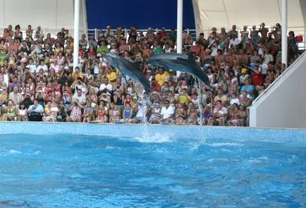 Interviu cu un delfin - cum să devină un antrenor de delfini, Crimeea (antrenor) Interviu cu un delfin - cum să devină un antrenor de delfini, Crimeea