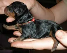 Yorkshire Terrier