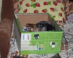 Yorkshire Terrier