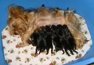 Yorkshire Terrier