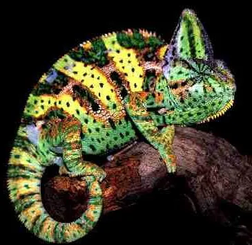 Yemenit de îngrijire la domiciliu reptile cameleon