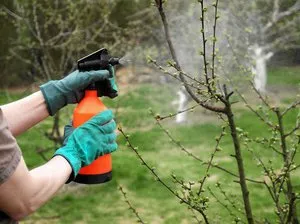 Cum de combatere a bolilor și dăunătorilor de meri în mijlocul cu arc și mijlocul de prelucrare copac primăvară (primăvară) Cum de combatere a bolilor și dăunătorilor de primăvară măr reprezintă mijlocul de primăvară și copaci de prelucrare