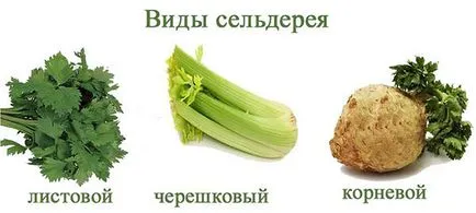 Cum se curata regulile de țelină și sfaturi