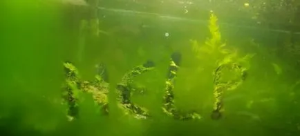 Cum se curata un rezervor de pește din placa verde la domiciliu (placa) Cum se curata un rezervor de pește din placa verde la domiciliu