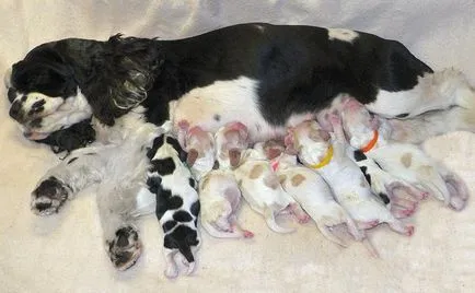 Cât de des și ce să se hrănească feedurile de câine (hrană pentru animale) Cât de des și ce să se hrănească feedurile de câine