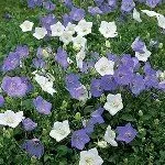 Ce fel de flori la plante în luna august