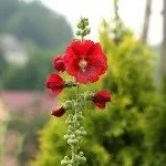 Ce fel de flori la plante în luna august
