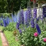 Ce fel de flori la plante în luna august
