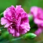 Ce fel de flori la plante în luna august