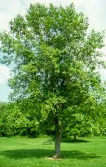 Ce să planteze copaci în jurul casei, cu mustăți (copaci) Ce să planteze copaci în jurul casei, cu mustăți