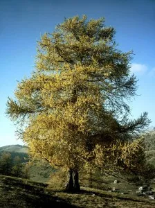 Ce să planteze copaci în jurul casei, cu mustăți (plante) Ce să planteze copaci în jurul casei, cu mustăți