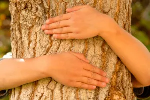 Ce să planteze copaci în jurul casei, cu mustăți (care pomi plantați în apropierea casei) Ce să planteze copaci în jurul casei, cu mustăți