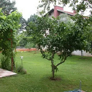 Ce arbori și arbuști pot fi plantate în zonă, cât de frumos flori de plante la locul (copaci) Ce arbori și arbuști pot fi plantate în zonă, cât de frumos flori de plante la locul