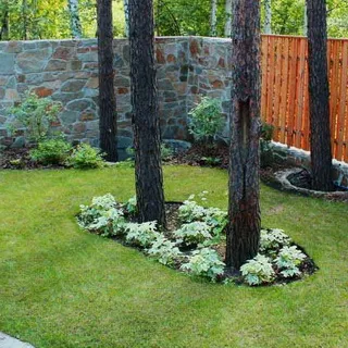 Ce arbori și arbuști pot fi plantate în zonă, cât de frumos flori de plante la locul (copaci) Ce arbori și arbuști pot fi plantate în zonă, cât de frumos flori de plante la locul