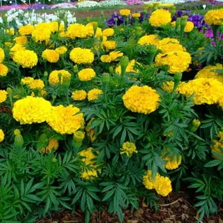 Ce arbori și arbuști pot fi plantate în zonă, cât de frumos flori de plante la locul (plantă) Ce arbori și arbuști pot fi plantate în zonă, cât de frumos flori de plante la locul