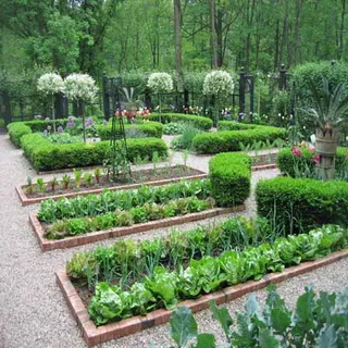 Ce arbori și arbuști pot fi plantate în zonă, cât de frumos flori de plante la locul (copaci) Ce arbori și arbuști pot fi plantate în zonă, cât de frumos flori de plante la locul