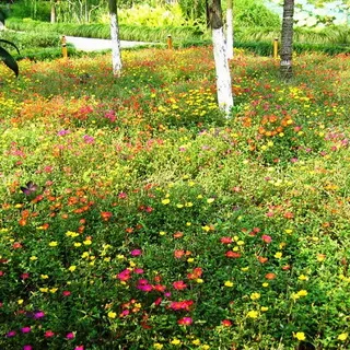 Ce arbori și arbuști pot fi plantate în zonă, cât de frumos flori de plante la locul (site) Ce arbori și arbuști pot fi plantate în zonă, cât de frumos flori de plante la locul