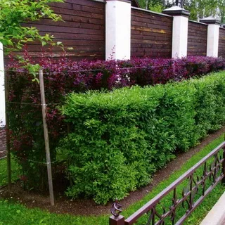 Ce arbori și arbuști pot fi plantate în zonă, cât de frumos flori de plante la locul (copaci) Ce arbori și arbuști pot fi plantate în zonă, cât de frumos flori de plante la locul