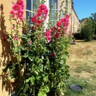 Ce arbori și arbuști pot fi plantate în zonă, cât de frumos flori de plante la locul (este posibil) Ce arbori și arbuști pot fi plantate în zonă, cât de frumos flori de plante la locul