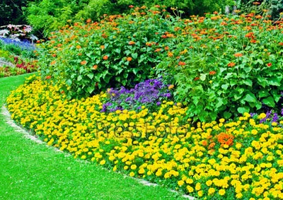 Ce fel de flori pentru a planta în țară și în grădina de top 5 opțiuni