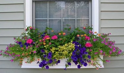 Ce arbori și arbuști pot fi plantate în zonă, cât de frumos flori de plante la locul (site) Ce arbori și arbuști pot fi plantate în zonă, cât de frumos flori de plante la locul