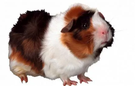 Cum să se joace cu un porc de guineea (mare) Cum să se joace cu un porc de guineea